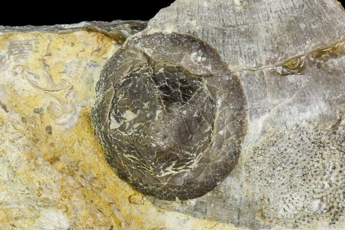 Edrioasteroid On Brachiopod Shell- Ontario #110539